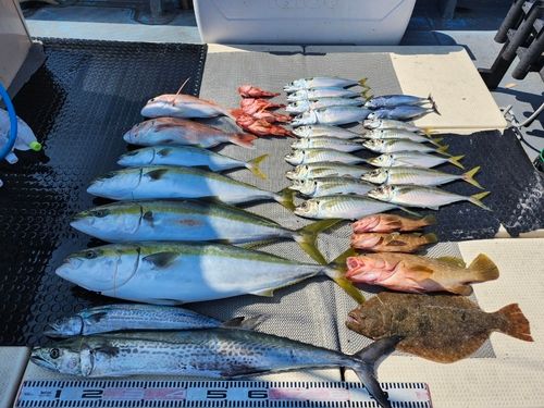 ブリの釣果