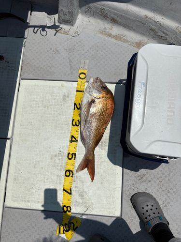マダイの釣果