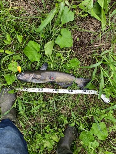 アメリカナマズの釣果