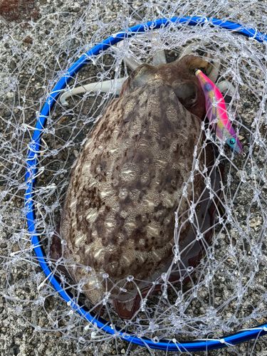 コウイカの釣果