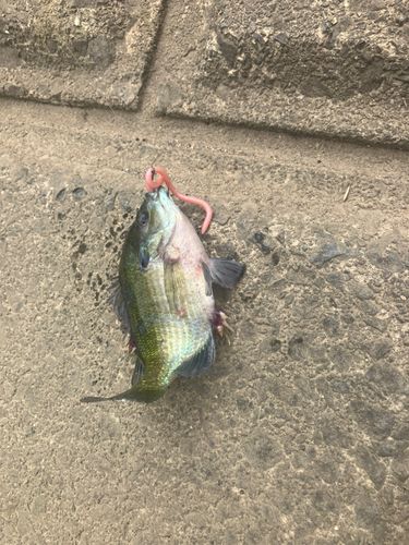ブルーギルの釣果
