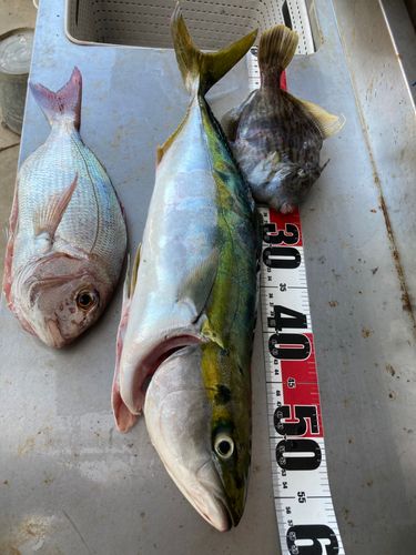 ハマチの釣果