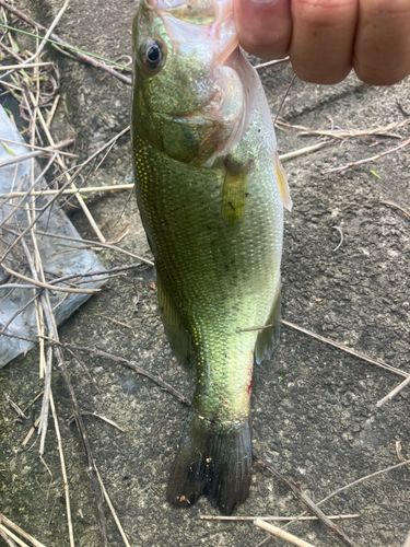 ラージマウスバスの釣果