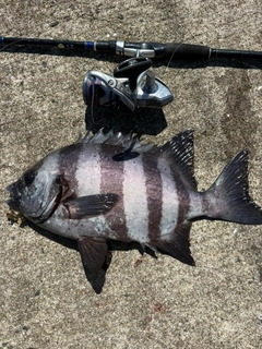 イシダイの釣果