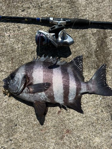 イシダイの釣果