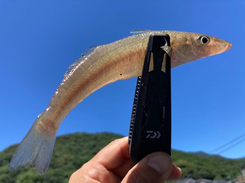 キスの釣果