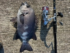イシダイの釣果