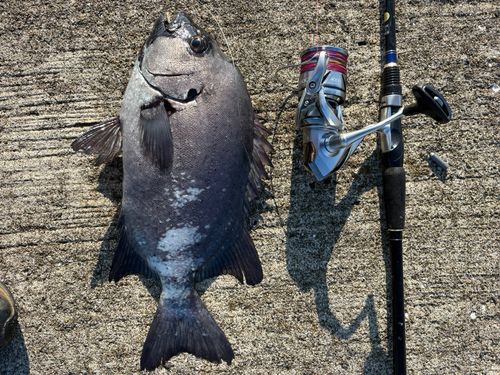 イシダイの釣果