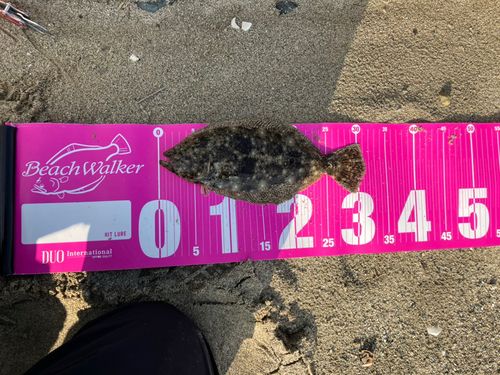 ソゲの釣果