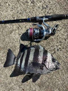 イシダイの釣果