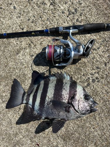 イシダイの釣果