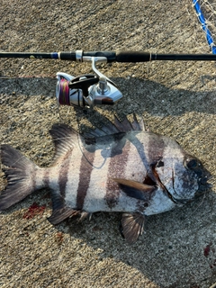 イシダイの釣果