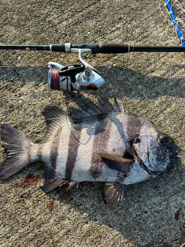 イシダイの釣果