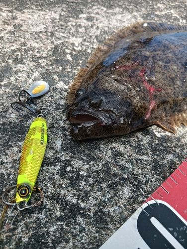 ヒラメの釣果