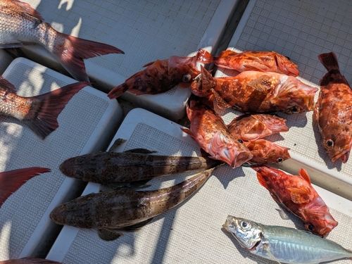 アラカブの釣果