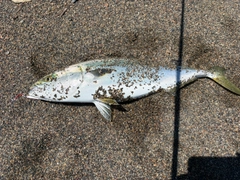 イナダの釣果