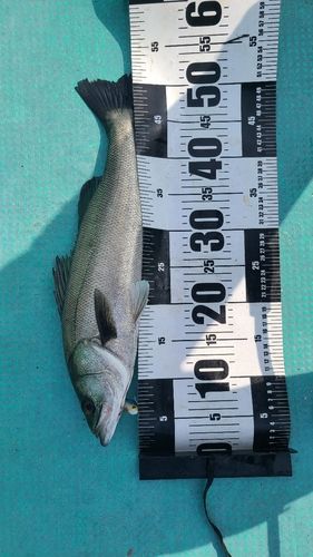 セイゴ（マルスズキ）の釣果