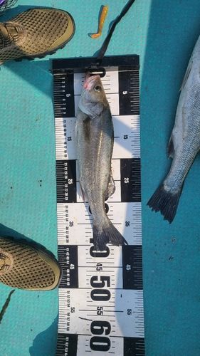 セイゴ（マルスズキ）の釣果