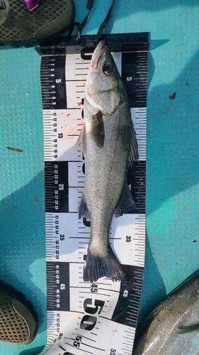 セイゴ（マルスズキ）の釣果