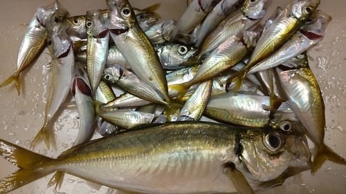 アジの釣果