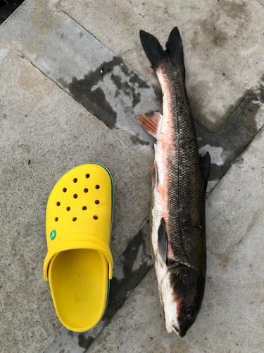 ニゴイの釣果