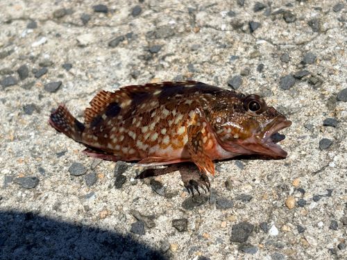 カサゴの釣果