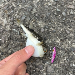 フグの釣果