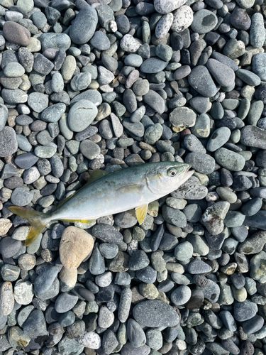 ワカシの釣果