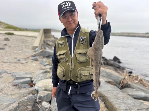マゴチの釣果