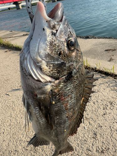 クロダイの釣果