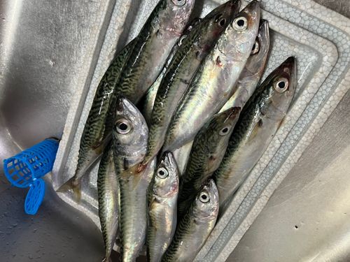 サバの釣果