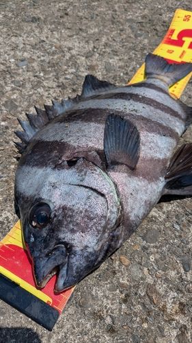 イシダイの釣果