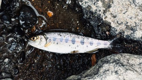 ヤマメの釣果