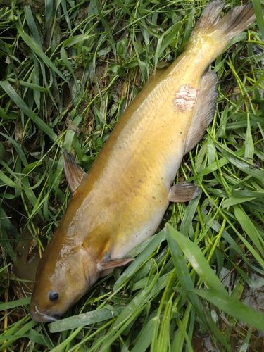 アメリカナマズの釣果