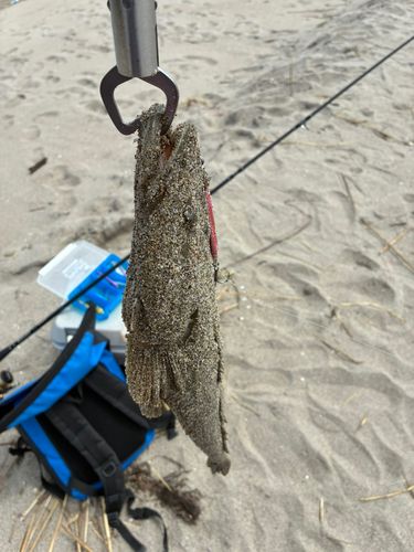 マゴチの釣果