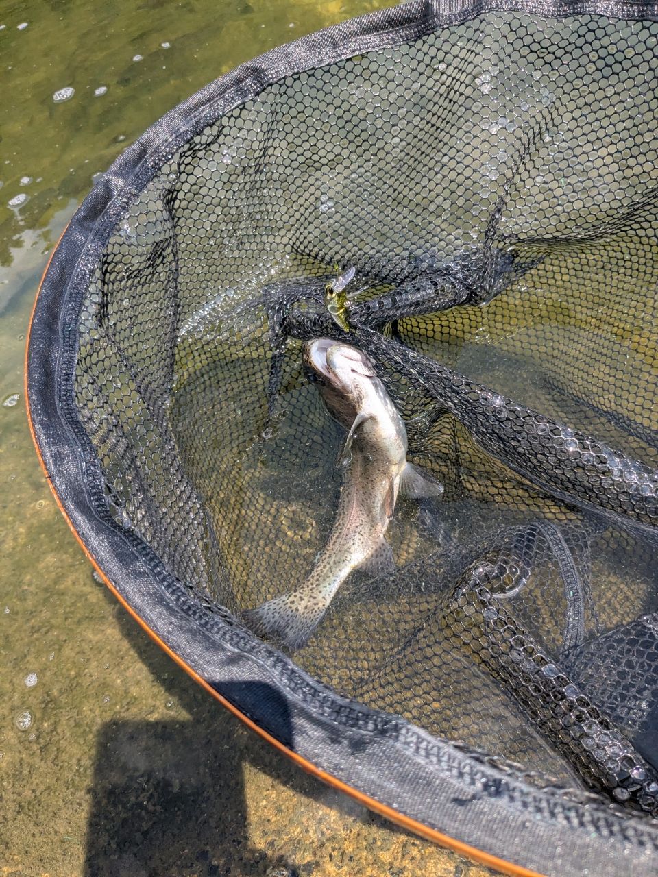 ニジマスの釣果写真