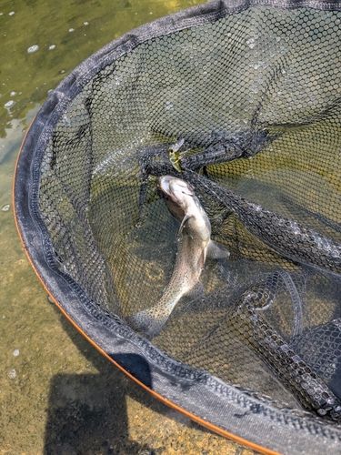 ニジマスの釣果