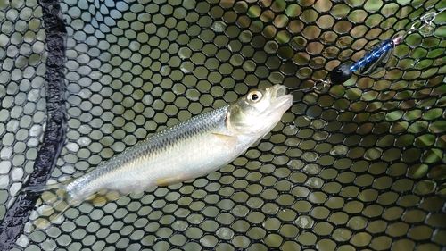 カワムツの釣果