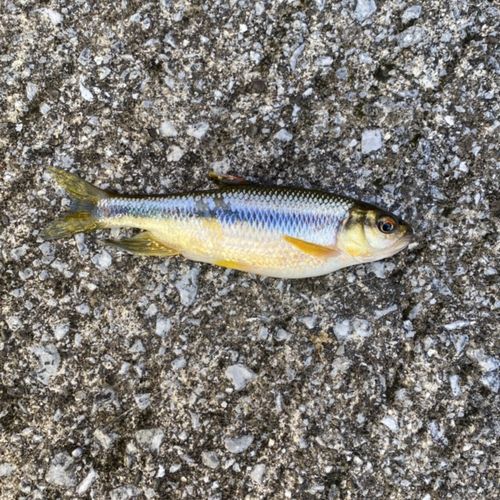 カワムツの釣果