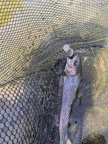 ニジマスの釣果