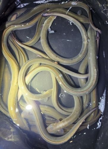 ウナギの釣果