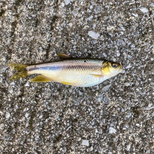 カワムツの釣果