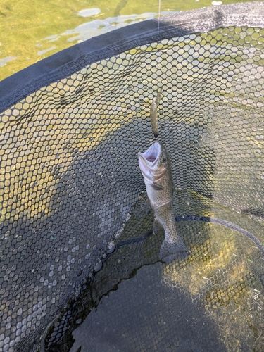ニジマスの釣果