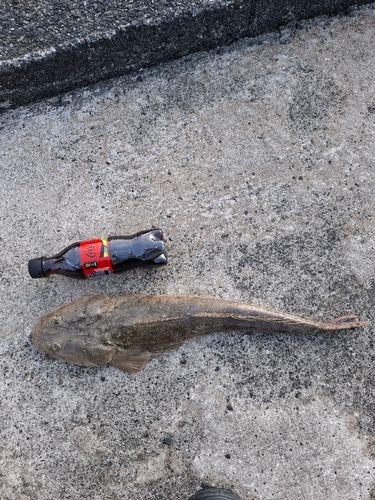 マゴチの釣果