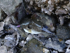 クサフグの釣果