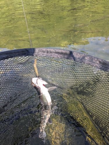 ニジマスの釣果