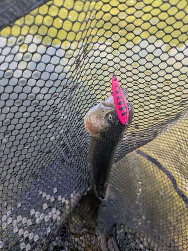 ニジマスの釣果