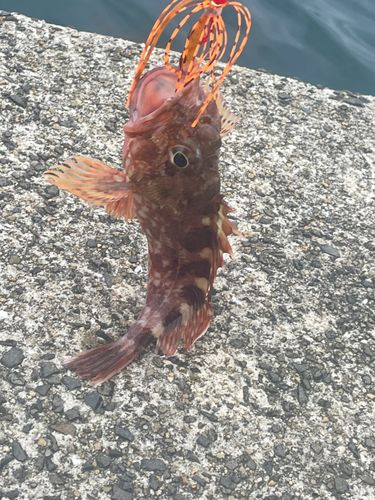 アラカブの釣果