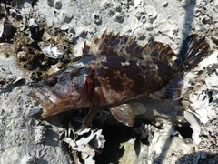 タケノコメバルの釣果