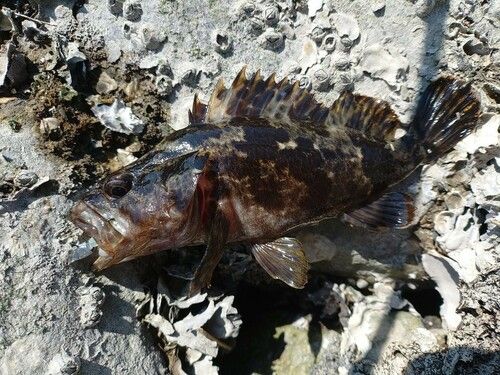 タケノコメバルの釣果